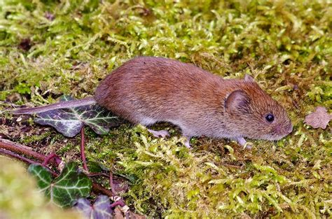 Bank Voles - Pentax User