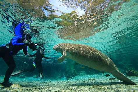 Crystal River, Florida - WorldAtlas