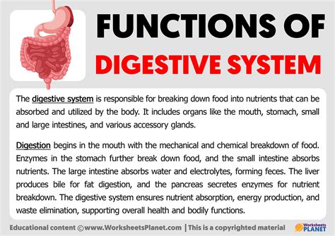 Functions of Digestive System