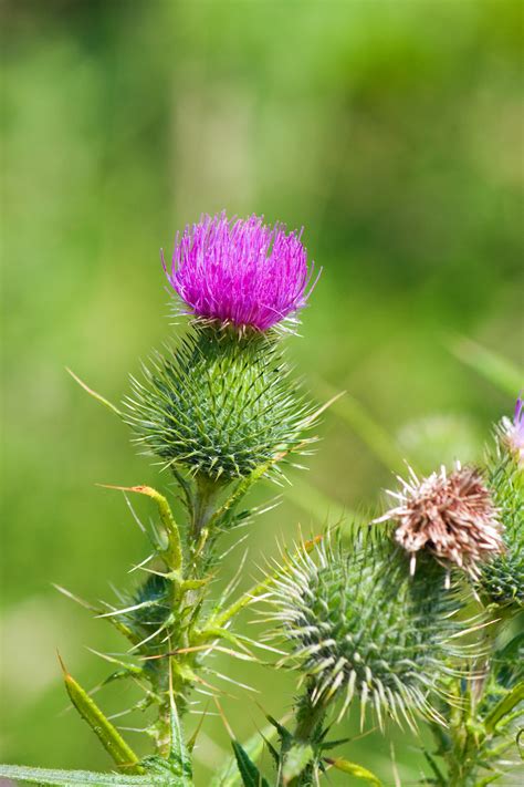 Thistle Flower Free Stock Photo - Public Domain Pictures