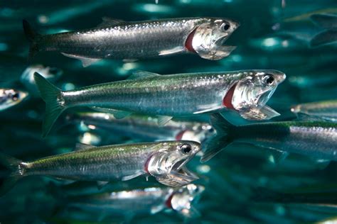 Northern anchovy | Animals | Monterey Bay Aquarium