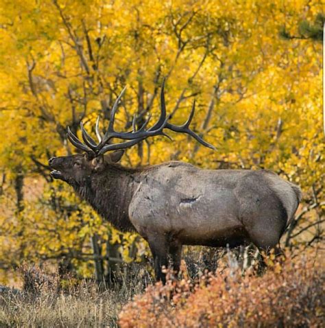 Big bull elk | Elk pictures, Big deer, Bow hunting deer