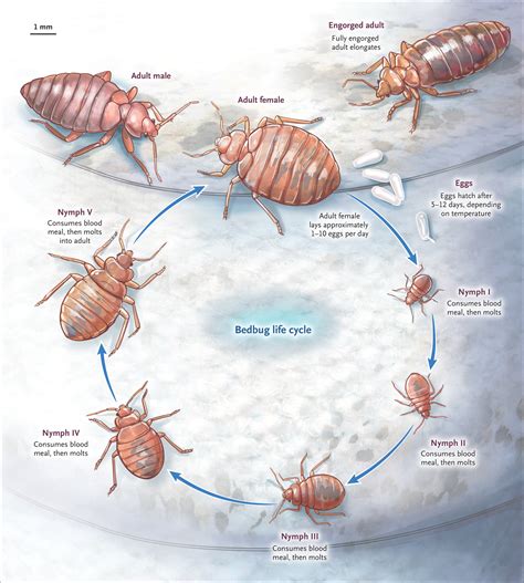 Bedbugs | NEJM