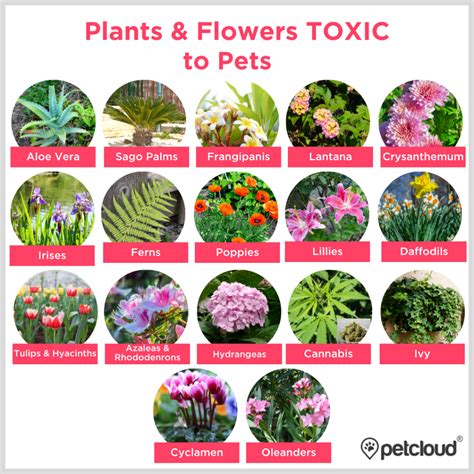 List 90+ Pictures Pictures Of Poisonous Plants For Dogs Excellent