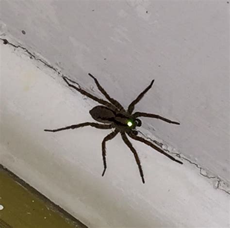 Light reflected in a spiders eye : r/oddlyterrifying