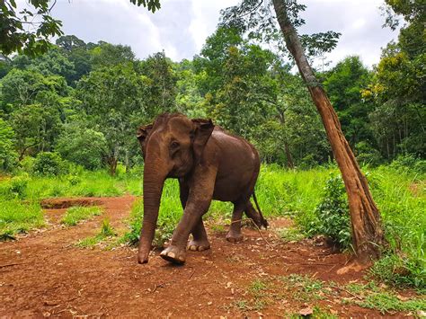 Mondulkiri Elephant & Wildlife Sanctuary