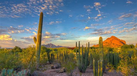 Download hd wallpapers of 211109-landscape, Nature, Desert, Cactus ...