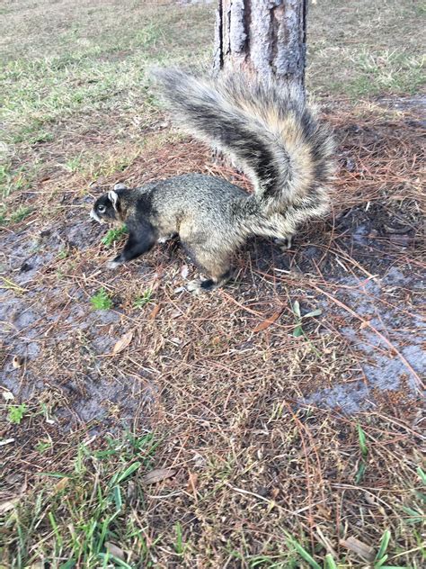 Florida fox squirrel. This one lets me get close sometimes : squirrels