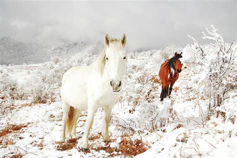 Wild Horses In Snow Mountains by Maya Karkalicheva