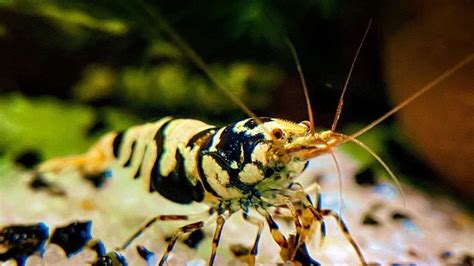 Black Fancy Tiger Shrimp Care Guide: Species Profile – Aquariumistics