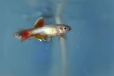 White Cloud Mountain Minnow (Tanichthys Albonubes): Care, Maintenance, And Breeding - Badman's ...