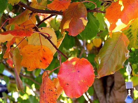 Fall leaves....Bradford pear tree | Don M. | Flickr