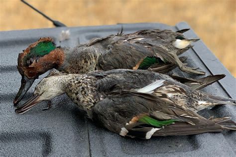 Green Teal Duck Hunt - Sportsman's Magazine