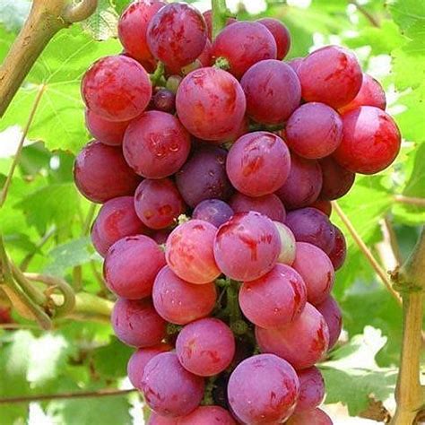 Grape Vine Plant - Suffolk Red | Carbeth Plants