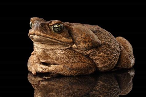 Cane Toad Control - Croaked - Cane Toad Control