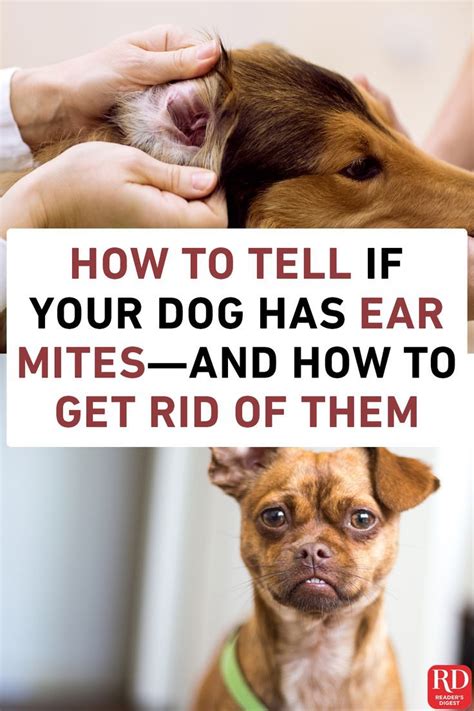 How to Tell If Your Dog Has Ear Mites—and How to Get Rid of Them | Dog ear mites, Dog ear mites ...