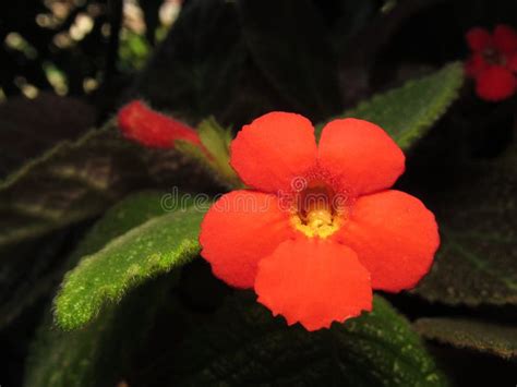 Episcia Cupreata is a Species of Perennial Plant in the Gesneriaceae Family Stock Photo - Image ...