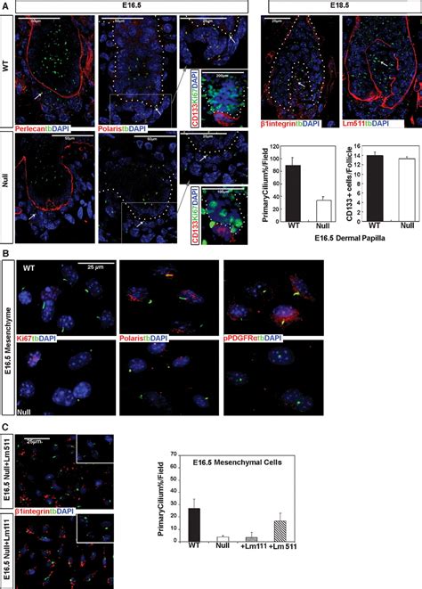 Laminin-511 is an epithelial message promoting dermal papilla development and function during ...