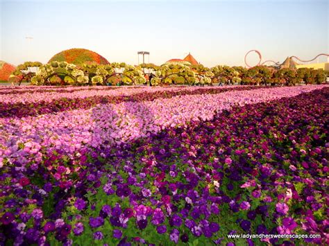 Dubai Miracle Garden: A Paradise on Earth | Lady & her Sweet Escapes