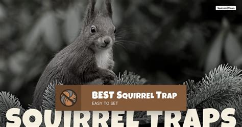 Best Squirrel Trap | Kinds of Squirrel Traps