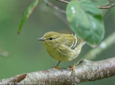 Photographing a Blackpoll Warbler and Thoughts About Monocular Vision | Welcome to ...