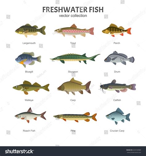 5,534,003 Fish Images, Stock Photos & Vectors | Shutterstock