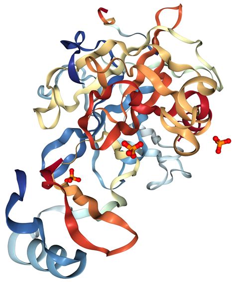 Chymotrypsin C Protein Overview | Sino Biological