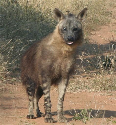 Brown Hyena | Flickr - Photo Sharing!