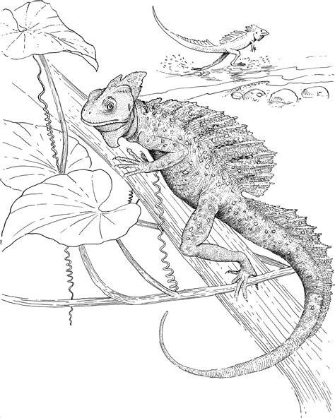 Realistic Printable Lizard Coloring Pages Ok Coloring Pages | My XXX Hot Girl