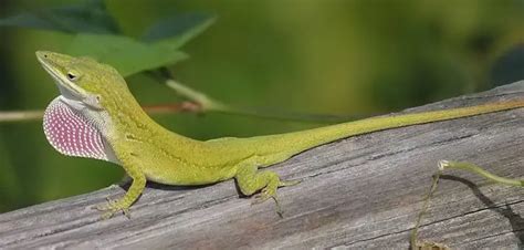 Green Anole | The Animal Facts Diet, Habitat, Behaviour, Lifespan, More!