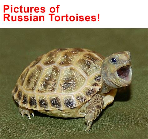 Pictures of Russian Tortoises [13 of the Cuties Images! Babies & Adults]