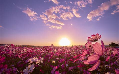 Flower Field Wallpapers - Wallpaper Cave