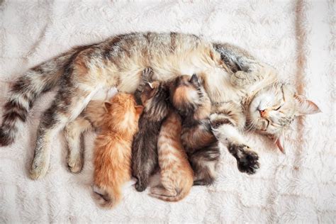 Cat Gestation Period: How Long Are Cats Pregnant? - Wiki Point