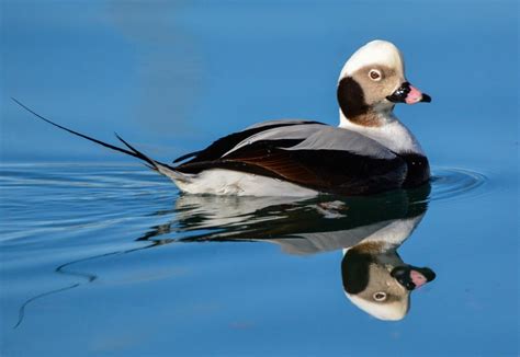 Long-tailed Duck – January Bird of the Month – 2019 – Kachemak Bay Birders