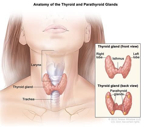 Your parathyroid glands - Parathyroid UK