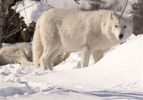 White Wolves in Snow stock image. Image of guarding, arctos - 37660507