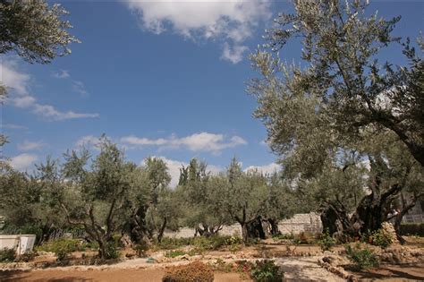 How Old are the Olive Trees in the Garden of Gethsemane? — Ray Downing