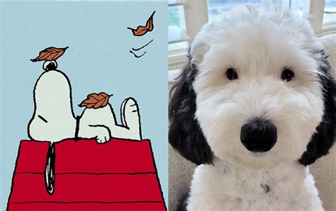 Snoopy lookalike Bayley the Mini Sheepadoodle goes viral | Pang-Masa