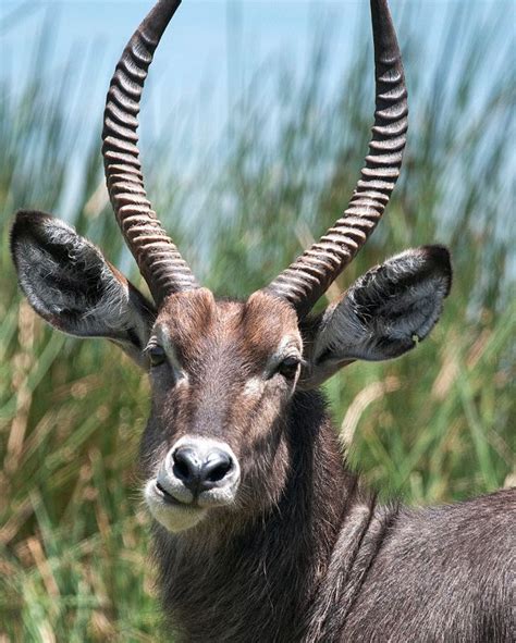 Waterbuck | African wildlife, Grazing animals, Animals