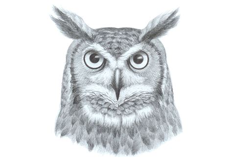 How to Draw an Owl's Face & Head Step by Step - EasyDrawingTips