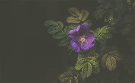 Purple flower with green leaves HD wallpaper | Wallpaper Flare