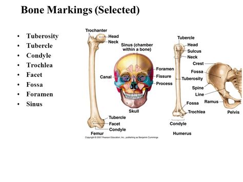 Anatomy Bone Markings - Anatomical Charts & Posters