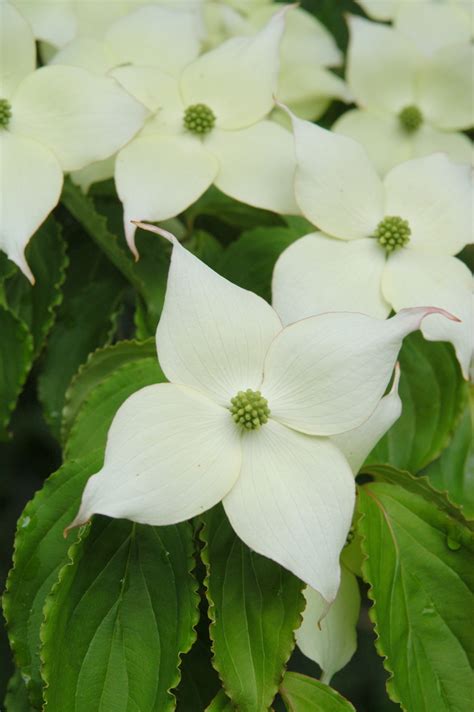 Chinese Dogwood - Cornus kousa var. chinensis - Wholesale