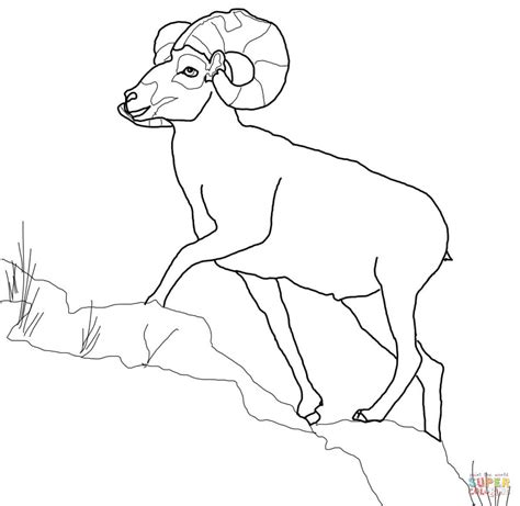 Bighorn Sheep coloring, Download Bighorn Sheep coloring for free 2019