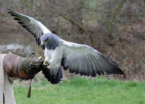 Medieval Hawking & Falconry: Hunting with Peregrines in the Middle Ages – The Medieverse: Tim's ...