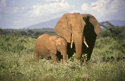 Information and Facts About Elephant Babies