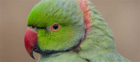 Rose-ringed Parakeet | Bubo Birding