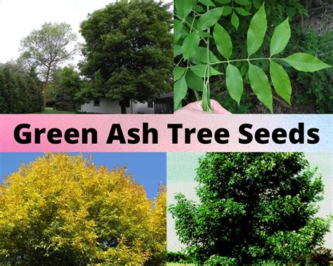 Green Ash Tree Seeds