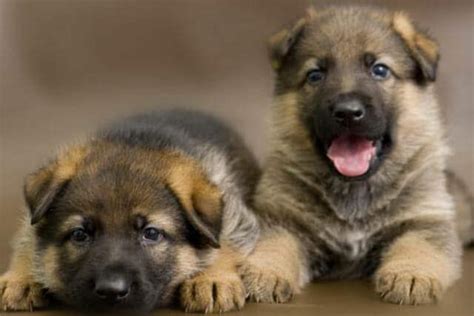 Take Care of Newborn German Shepherd Puppies - Pet Care Stores