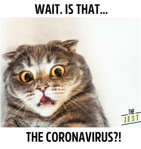 Cat-Inspired Coronavirus Memes Are Here to Save the Day - The Jest